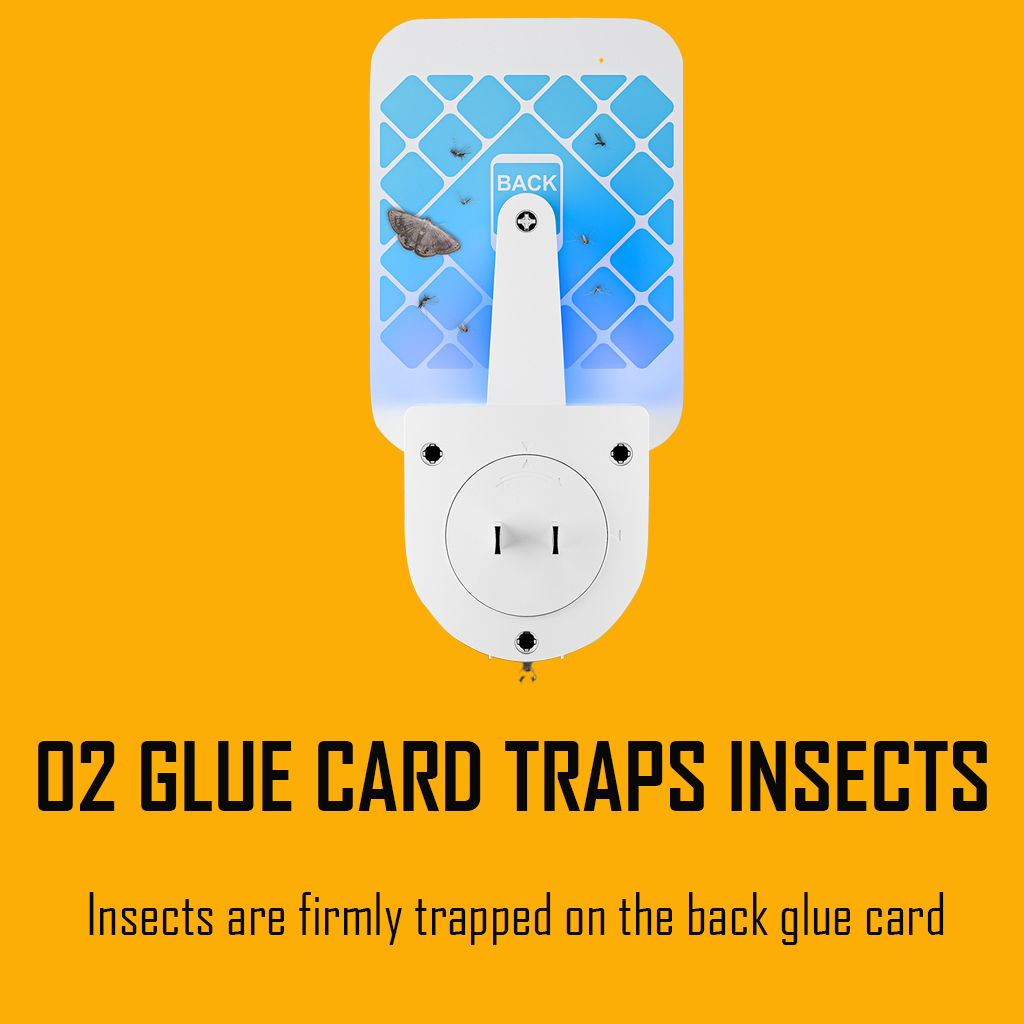 glue card traps insects
