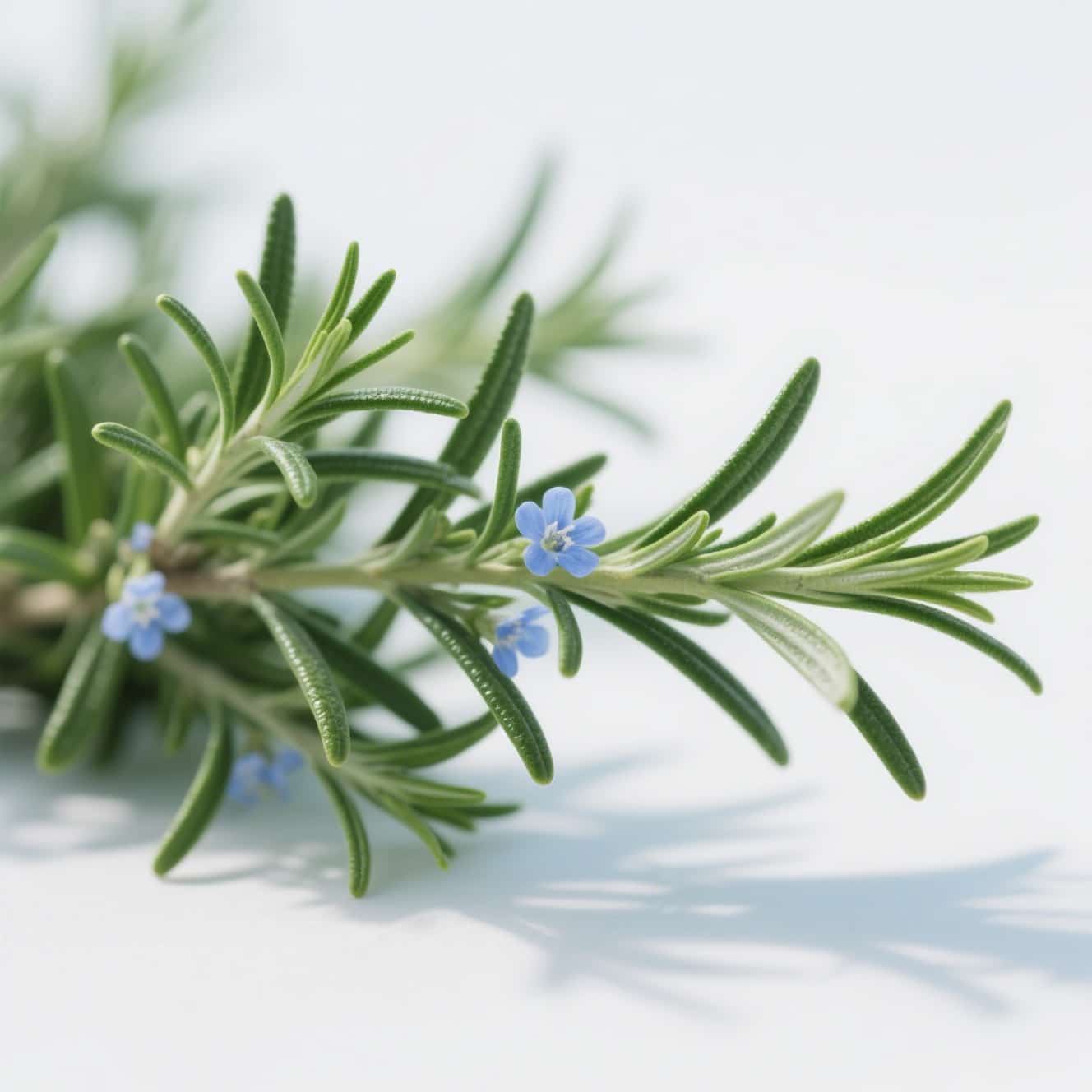 rosemary repellent mosquitoes