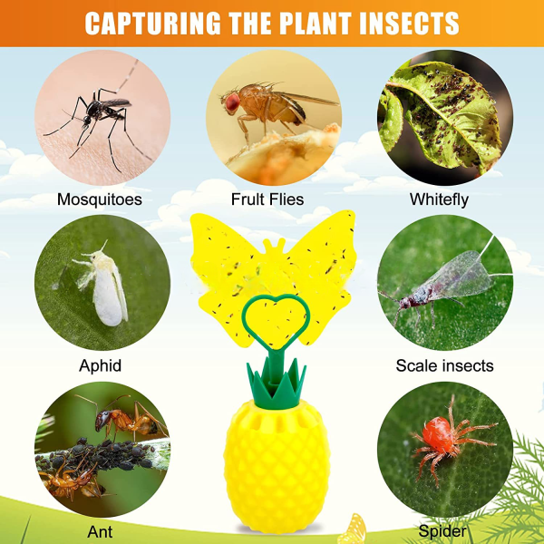 Fruit Fly Sticky Trap - Image 2