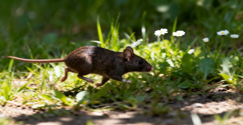 rodent identity