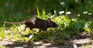rodent identity